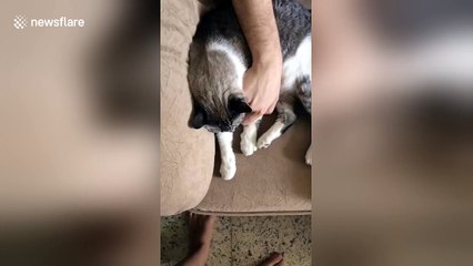 Cat unlocks an iPhone 7 with paw