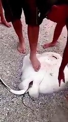 ‪Amazing Nature - Thankfully ppl were at the right place, at...