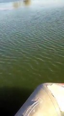 20 lb + Pike Eating a Duck  pike fishing