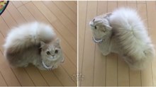Conhece Bell... uma gata que tem uma cauda tão felpuda que mais parece a de um esquilo!