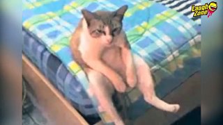 FUNNY VIDEO COLLECTION - Funny Cat Pranks - Cat Fails, Cat Playing Videos