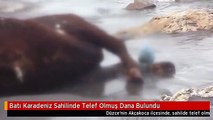 Batı Karadeniz Sahilinde Telef Olmuş Dana Bulundu