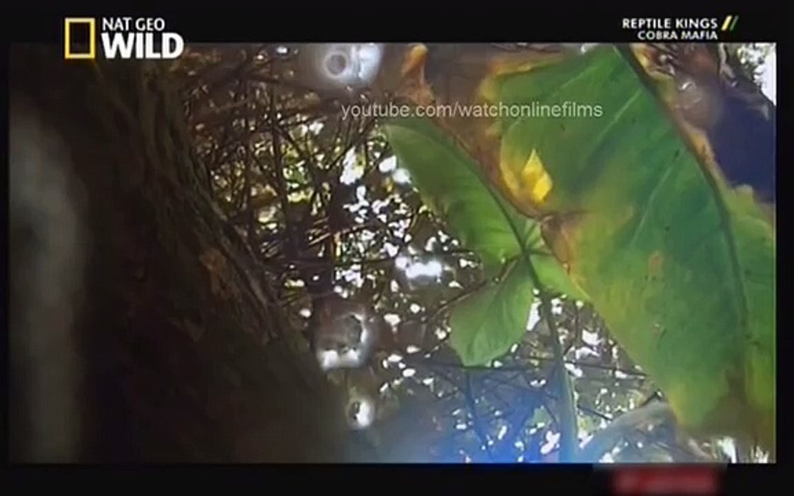 King Cobra : दुनिया का सबसे खतरनाक जहरीला