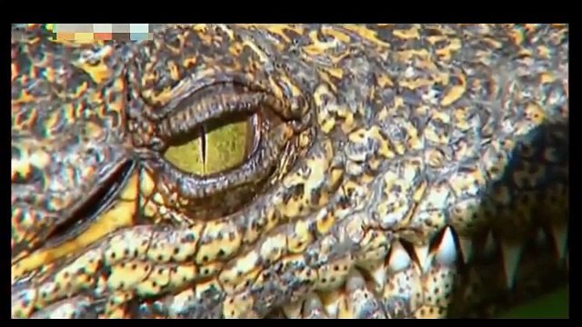 أقوى و أخطر وثائقي الفك القاتل أشرس التماسيح في العالم 2016 national geographic abu dhabi