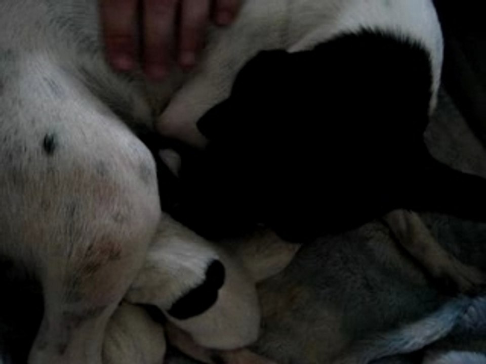 Annabelle's babies