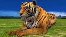 Lion vs Tiger Real Fight Animation 2016 | Lion vs Tiger Best Attack Compilations HD