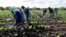 Estelí, cuna de puros altamente codiciados