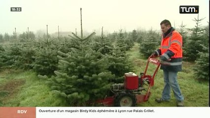 Sapins de Noël : Ouverture du marché (Rhône)