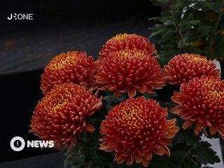 [Nyûsu Show] Le Chrysanthème au Japon