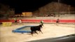 Bull Fight in France - Funny videos People fail bull fighting