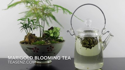 Marigold Green Tea Flower