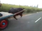 Amazing Fastest Buffalo Ride Ever - Funny People- Funny Clips