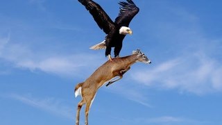 Eagle Attacks Deer  Camera Trap Amazing Photos