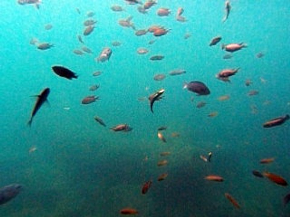 【はるひら丸イルカ号】お魚