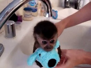 Un bébé singe prend un bain, trop mignon !