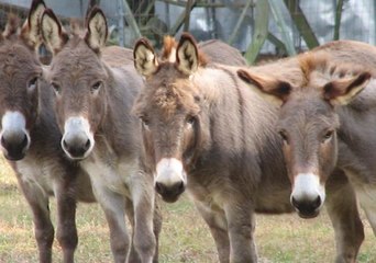 الصين تسعى لشراء حمير العالم.. اكتشف السبب؟