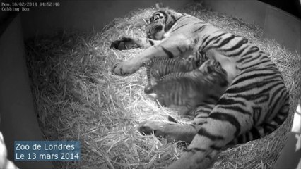 Naissances de deux tigres