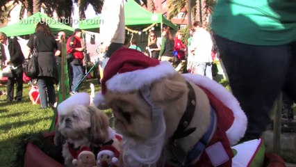 Cat Dog Secret Lives of Pets - Funniest Doggie DRESS-UP