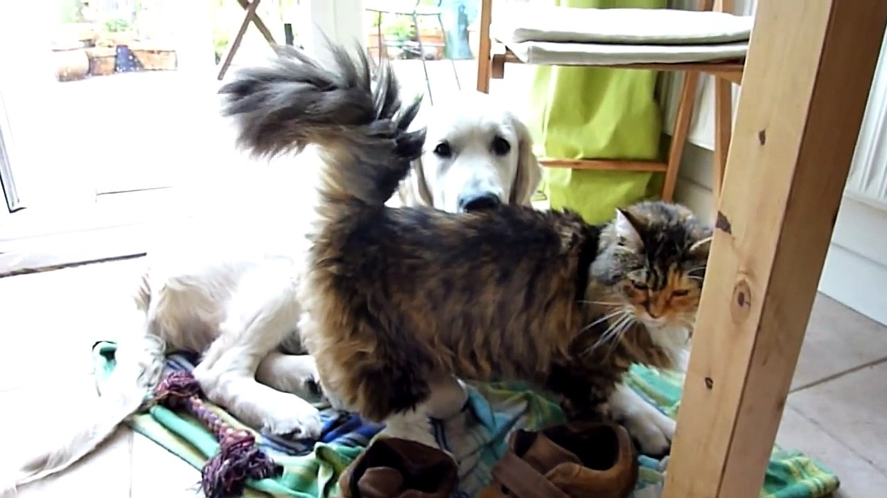 Cat loves cutest golden retriever puppy
