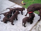 chiots labrador chocolat - lab puppies