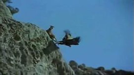 Golden Eagle Attack And Drags Goats Fall Off Cliff