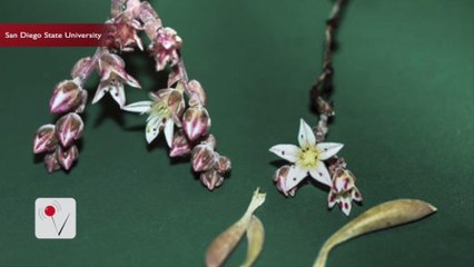 New Rare Plant Named After Legendary Rock Guitarist