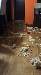 This lille puppy has not respect for his owner