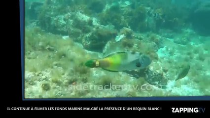 Australie : Le terrifiant face-à-face entre un plongeur et un requin blanc