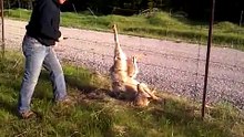 Coincé dans une clôture, ce loup est sauvé de justesse