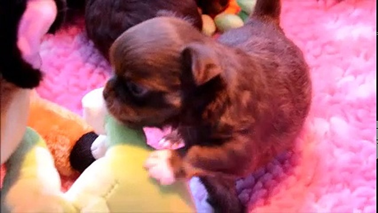 16 décembre 2016 1ers jeux des bébés chihuahua âgés de 25 jours