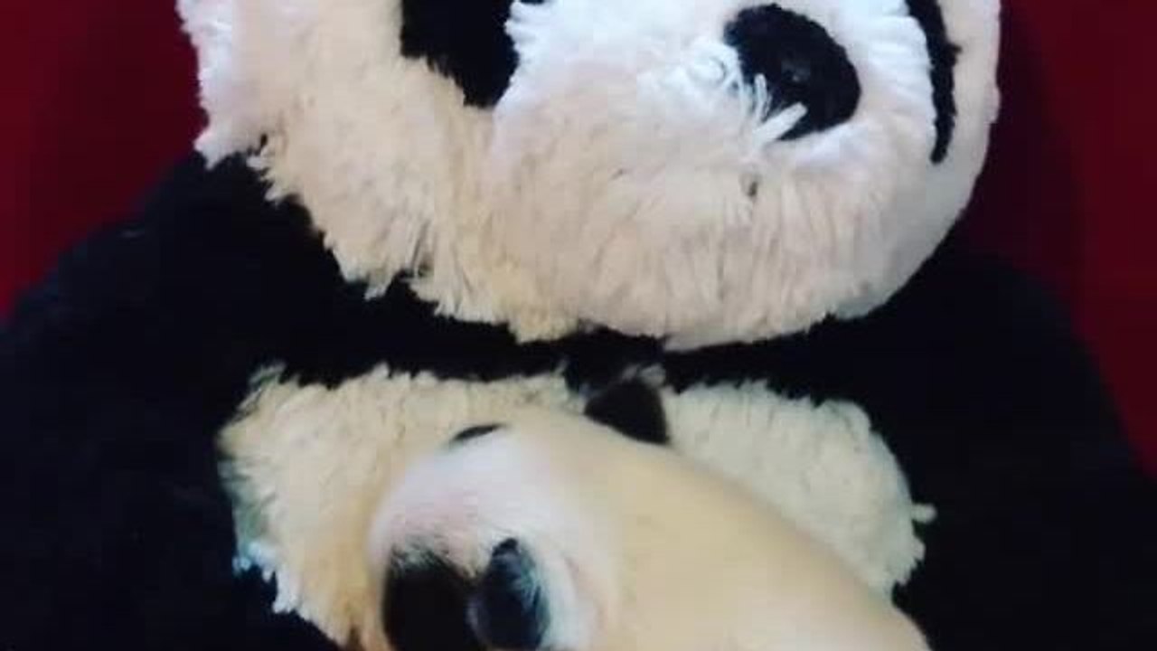 Tiny newborn puppy cuddles stuffed panda