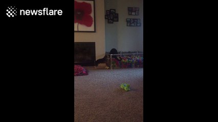 Dog and cat have adorable fight over ball pit territory