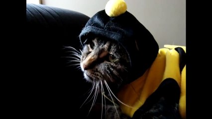 Epic fail for cat's bumble bee Halloween costume