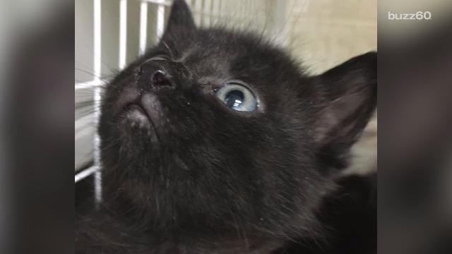 Abandoned Mother Cat With Kittens , Not Actually a Mother