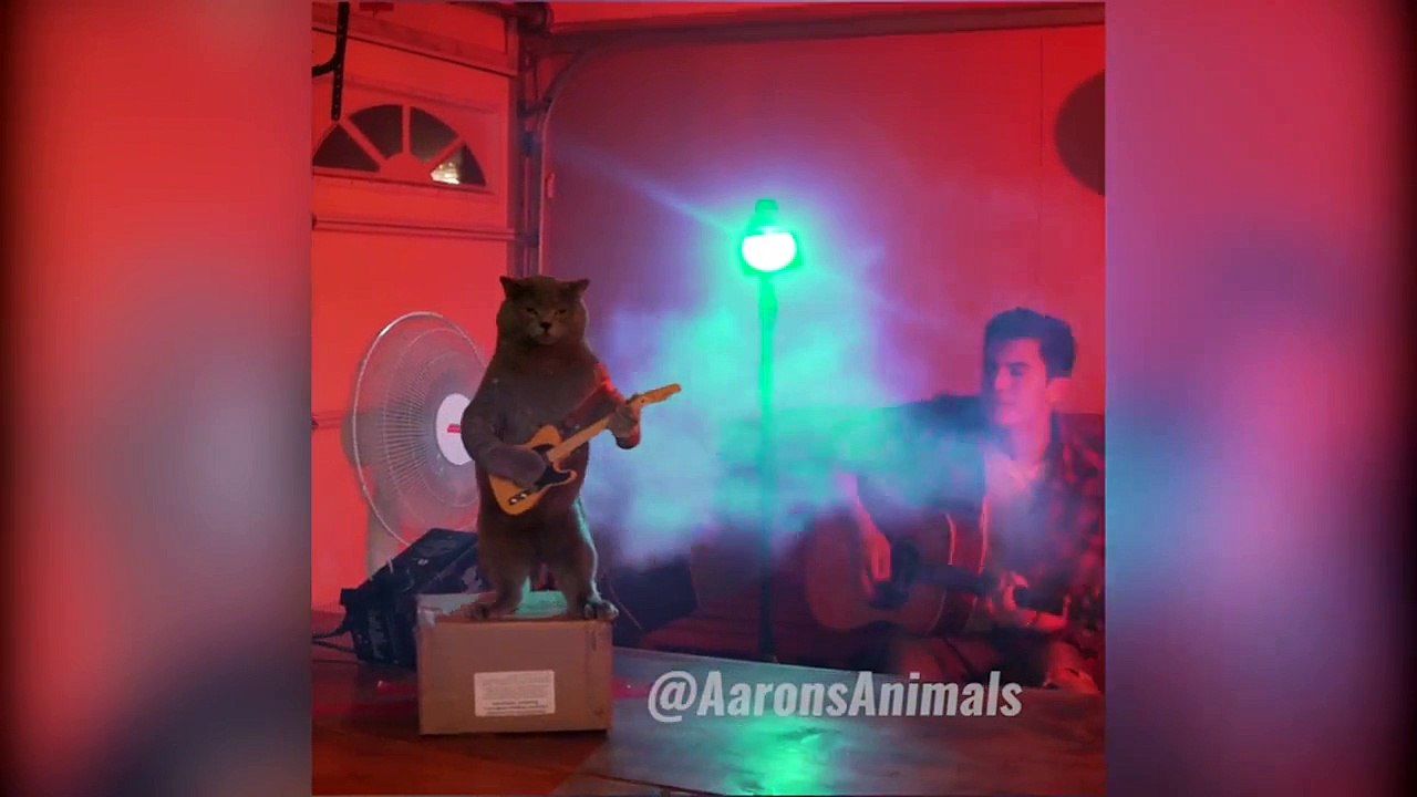Il met en scene ses chats dans une vidéo hilarante et incroyable - Aarons Animals