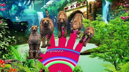 Finger Family || CHEETAH FINGER FAMILY Version || Children Animated 3D Rhymes
