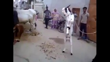 Ha Ha Brave Goat Vs Powerful Cow - Funny Amazing Video