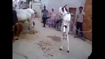 Ha Ha Brave Goat Vs Powerful Cow - Funny Amazing Video