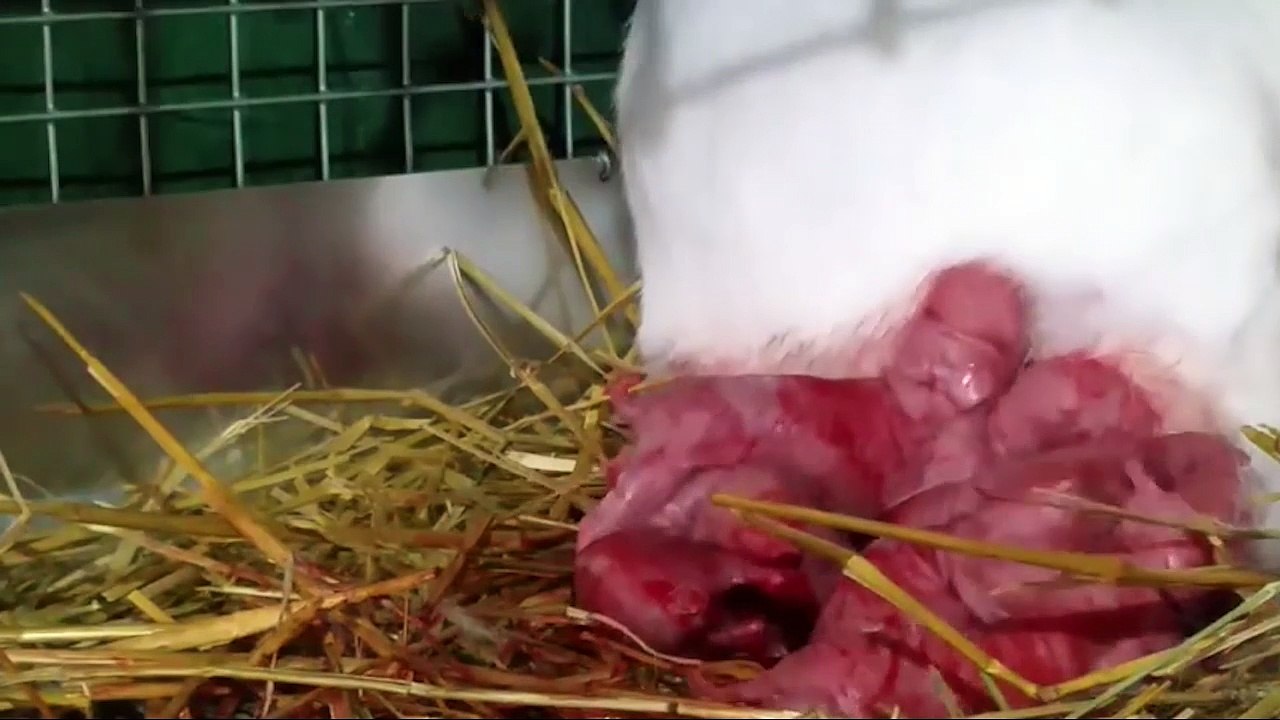 Cận cảnh sinh nở hiếm thấy của các loài động vật