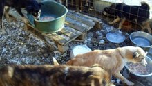Moinesti dogs 2