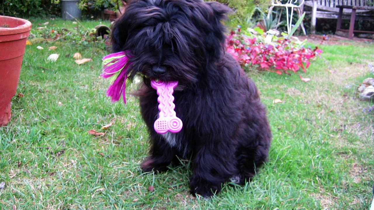 Max le Bichon Havanais