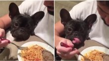 Cãozinho faz "olho grande" ao prato de esparguete do dono... HILARIANTE!