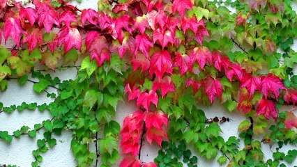 Зарисовки чудес Олимпийского парка в Сочи. Осень 2016.