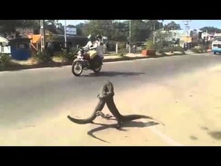 combat de varan en plein centre ville