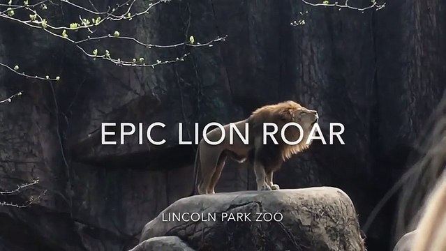 Хозяин зоопарка. Царь зверей!