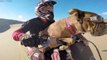 Dogs RIDING BIKES Funny Dogs Drive Motorcycles