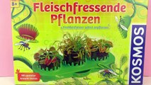 Fleischfressende Pflanzen pflegen und züchten | Mimose vertrocknet - Sonnentau wächst Update 18