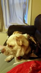 Singing My Dog to Sleep