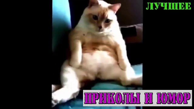 Самое новое! Топ 10 Смешных Видео Про Котов # Декабрь 2016