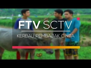 FTV SCTV - Kerbau Pembajak Cinta